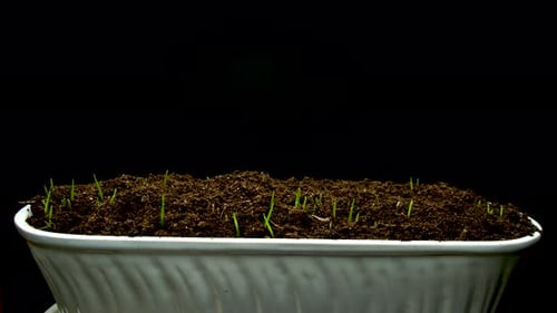 Wheat Seeds Germinate in the Ground