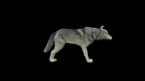 Realistic Gray Wolf Walking Loop Animation