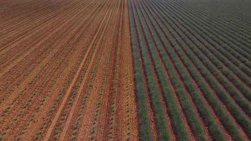 Lavender field agriculture cultivation in Plateau de Valensole, France