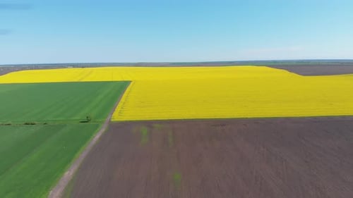 Aerial Drone View of Yellow Canola Field. Harvest Blooms Yellow Flowers Canola Oilseed