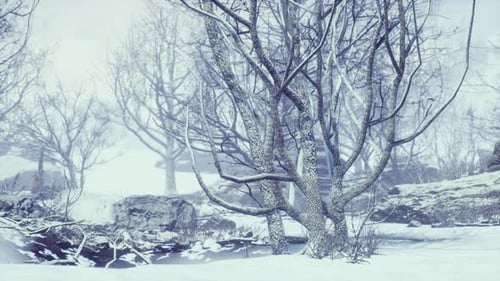 Winter Deciduous Forest on a Foggy Morning