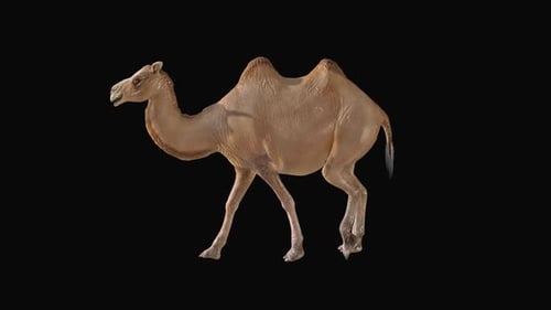 Camel Walk