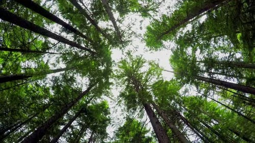 Low angle view of trees in forest 4k