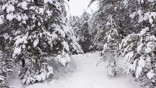 Parc d'hiver sous la neige par temps nuageux