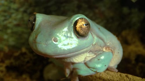 Grenouille verte australienne assise contre un chicot en bois sur fond noir. Gros plan