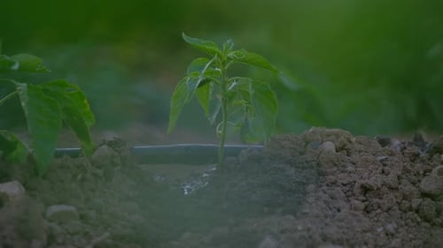 Seedling Watered by Irrigation in Rural Setting