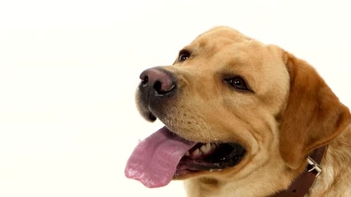 Panting Labrador Retriever Close Up on White