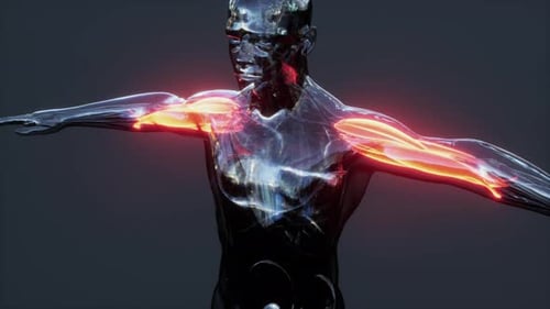 Balayage numérique du système musculaire humain