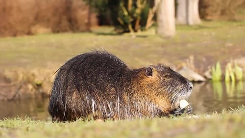 Nutria Myocastor Coypus oder Flussratte in freier Wildbahn in der Nähe des Flusses