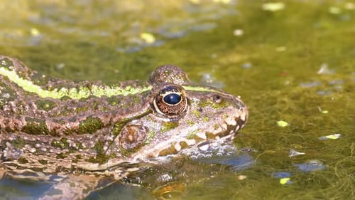 Green Frog in the River. Close-Up. Portrait Face of Toad in Water with Water Plants