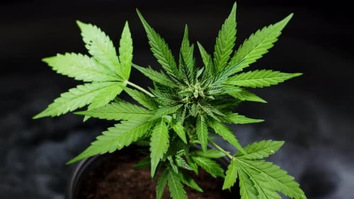 Indica Marijuana Plant Close-up on Smoking Clouds Black Background. Rasterized Cannabis Leaves, Bush