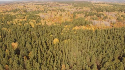 Autumn Forest