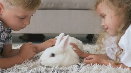 Boy and Girl Petting White Rabbit on Rug