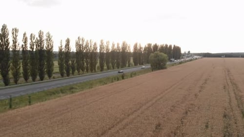 Barley field. Wheat field