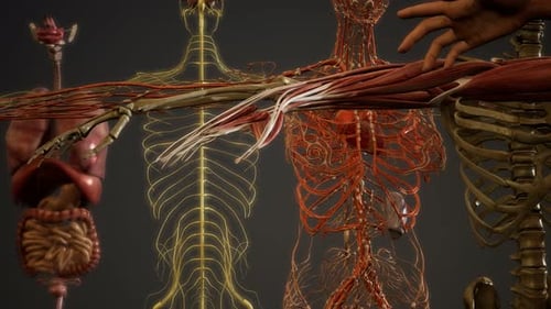3D Human Anatomy Scan Revealing Multiple Body Systems