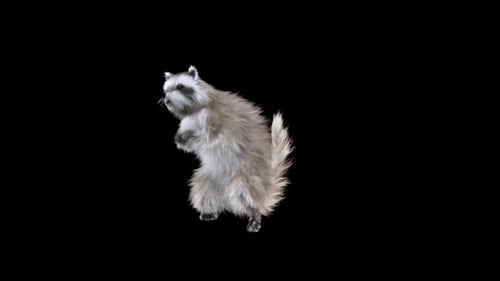 Realistic 3D Animated Raccoon Standing on Hind Legs