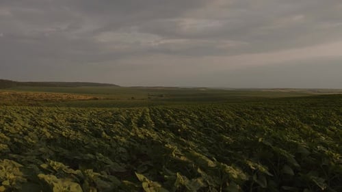 A bela paisagem de girassóis verdes