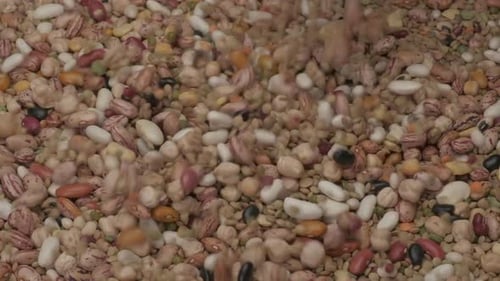 Beans and Lentils Being Poured into a Pile