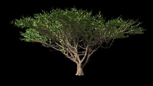 African Tropical Free