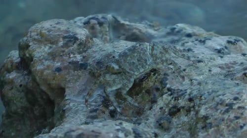Crab On Rock