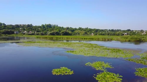 Lily Blossoms In Water
