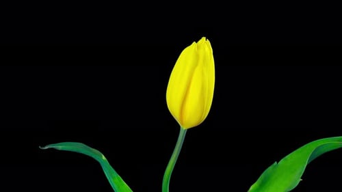 Yellow Tulip grows and blossoms, time-lapse with alpha channel