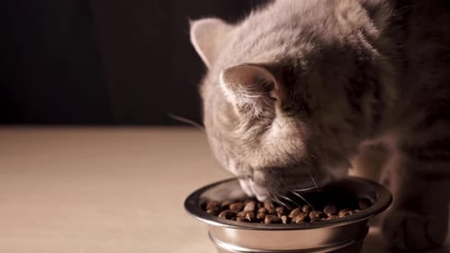 Gray Tabby Cat Eating from Food Bowl