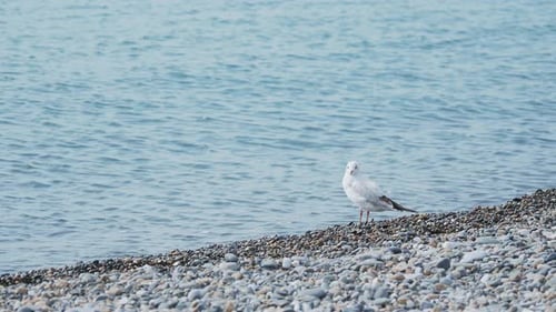 Seagull on a Rocky Beach. White Sea Bird Stays By the Sea Surf. Sochi, Russia.