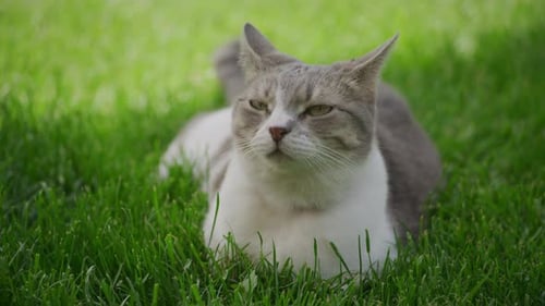 Close Up of a White Tabby Domestic Cat Relaxing on a Lawn in the Backyard