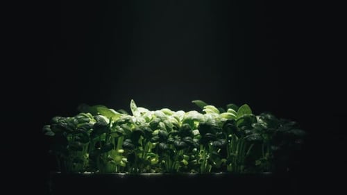 Culture en laboratoire de plantes vertes aromatiques de basilic