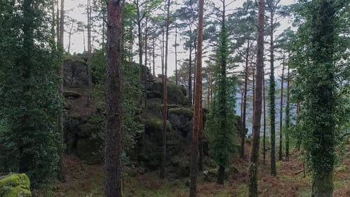 Forest Trees