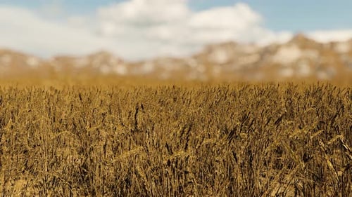 Wheat Field On The Bright Summer Day