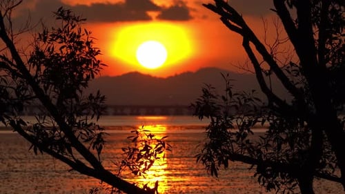 Manglar con vista al atardecer
