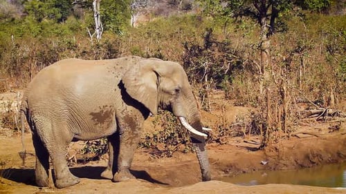 Afrikanischer Buschelefant im Krüger-Nationalpark, Südafrika