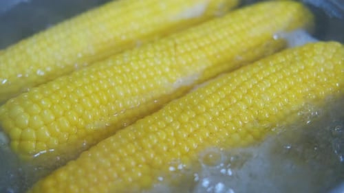 Fresh Yellow Corn Boiling in Hot Water