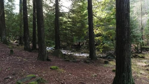 Rio de montanha na floresta