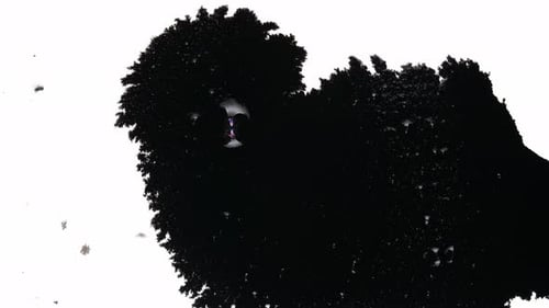 Black Ink Drops On White Background