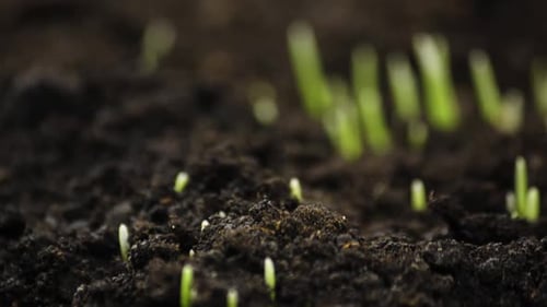 Growing Plants in Timelapse, Sprouts Germination Newborn Plant, Rye Field, Cereal Crop, Time Lapse