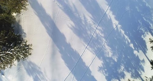 Coniferous forest on winter landscape