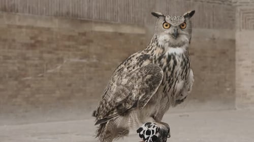 Eagle Owl Perched Tall, Bird of Prey Close Up