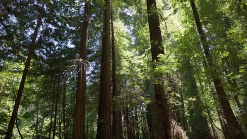 Redwood Forest 4K