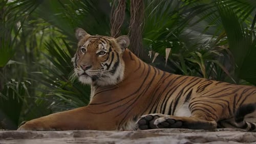 Tiger liegend im Dschungel Zoo Habitat Slomo
