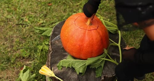 Girl, Little Child Hands Who Pulls Seeds and Fibrous Material From a Pumpkin
