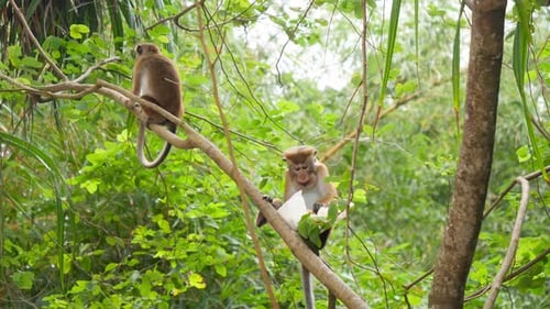 Images d'un singe sauvage mangeant de la nourriture dans un sac en plastique qu'elle a volé à un touriste dans