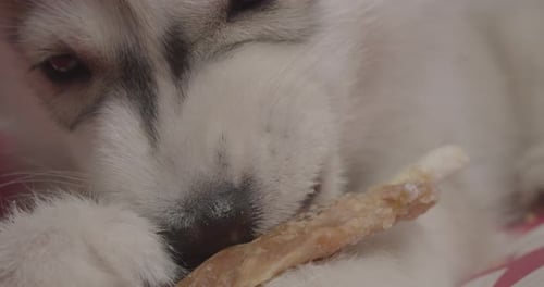 Puppy Chewing on a Bone Indoors