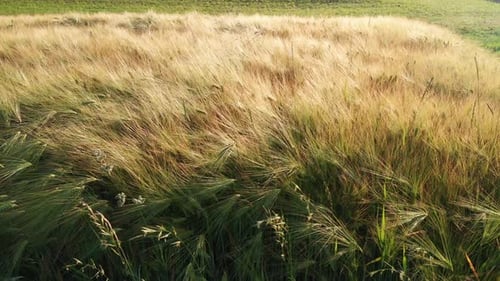 Wheat field in summer