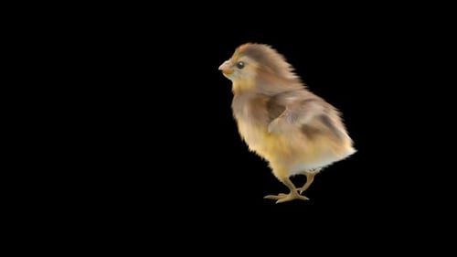 Realistic Brown Chick Walking Animation