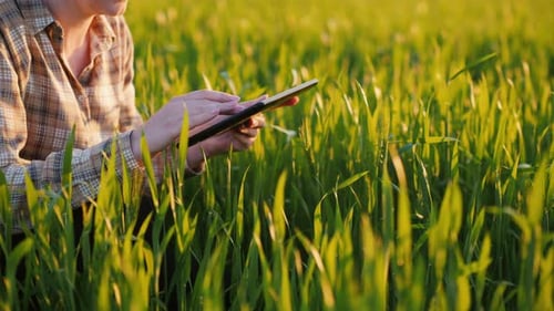 Farmer's Hands with Tablet, Studying Green Wheat Sprouts