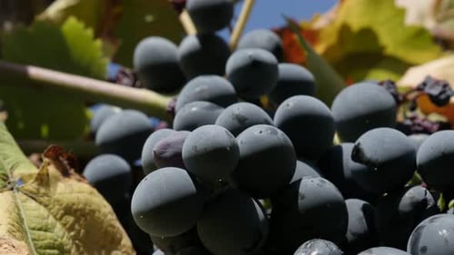 Shallow DOF Vitis vinifera on vines 4K 2160p 30fps UltraHD footage - Cluster of common grape fruit