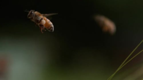 |European Honey Bee, apis mellifera, Bee in Flight